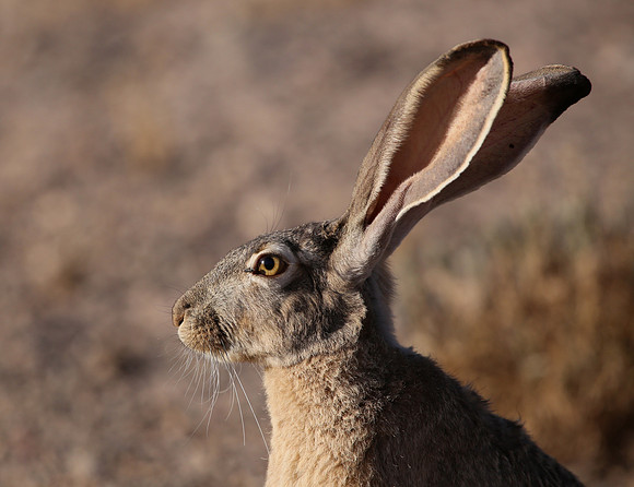 Black-tailed Jackrabbit - Big Bend National Park, Texas