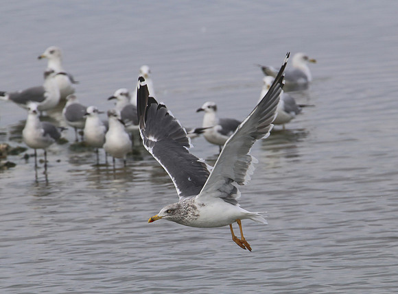 Lesser Black-backed Gull - Aransas, Texas