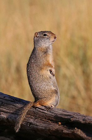Uinta Ground Squirrel - Park City, Utah