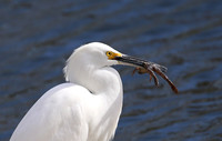 Snowy Egret - Ventura, California