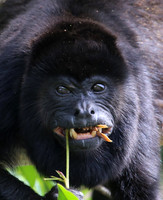 Mantled Howler Monkey - Costa Rica