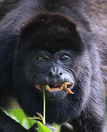 Mantled Howler Monkey - Costa Rica