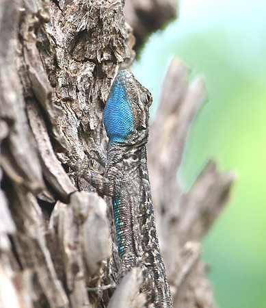 Eastern Tree Lizard - Big Bend National Park, Texas