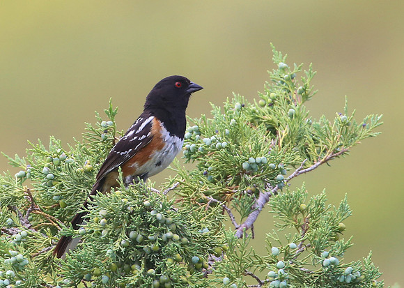 Spotted Towhee - Custer State Park, South Dakota