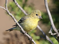 Lesser Goldfinch - Female - Camarillo, California