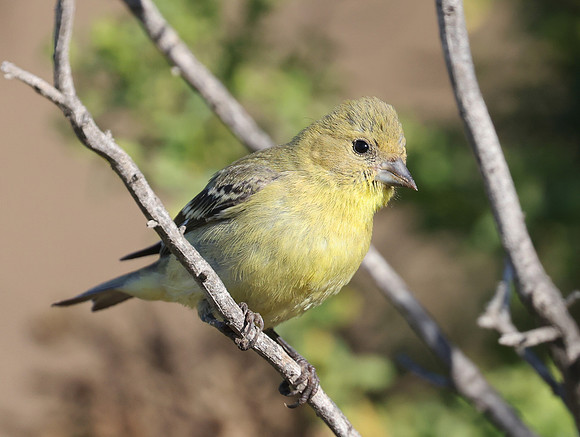 Lesser Goldfinch - Female - Camarillo, California