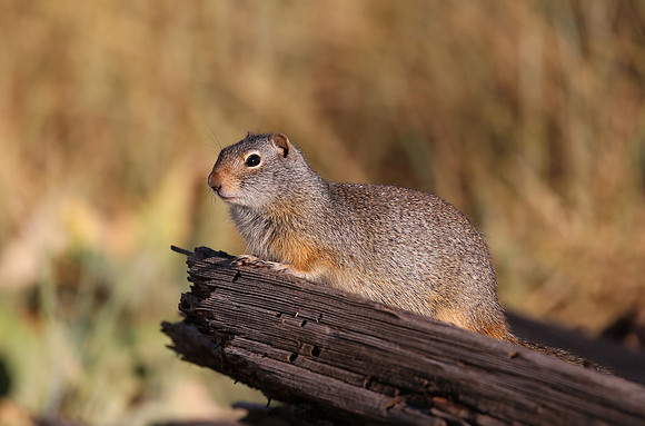 Uinta Ground Squirrel - Park City, Utah