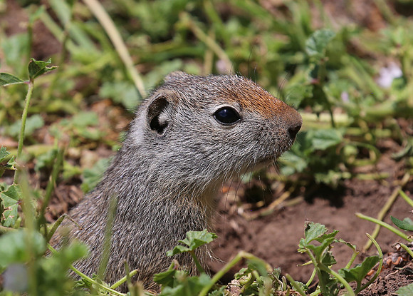 Uinta Ground Squirrel - Park City, Utah
