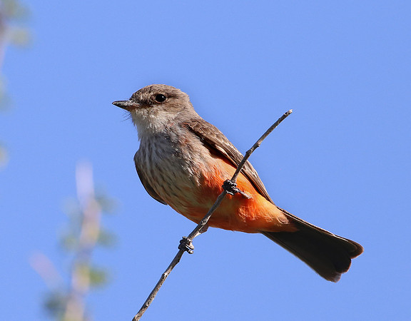 Vermilion Flycatcher - Big Bend National Park, Texas