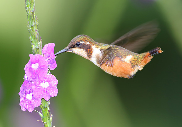 White-bellied Woodstar - Mindo, Ecuador