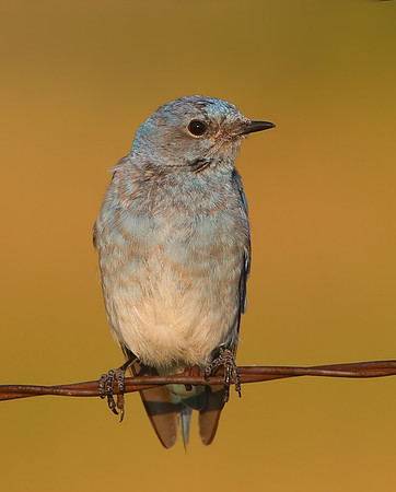 Mountain Bluebird - Custer State Park, South Dakota