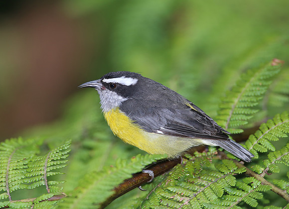Bananaquit - Mindo, Ecuador