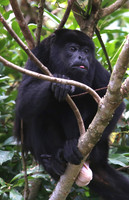 Mantled Howler Monkey - Costa Rica