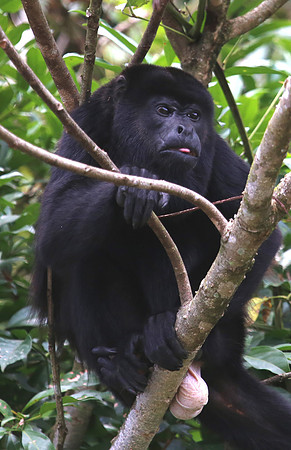Mantled Howler Monkey - Costa Rica