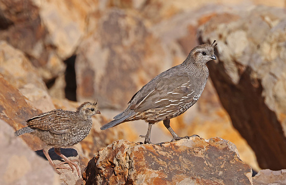 California Quail - Calleguas Creek, Camarillo, CA