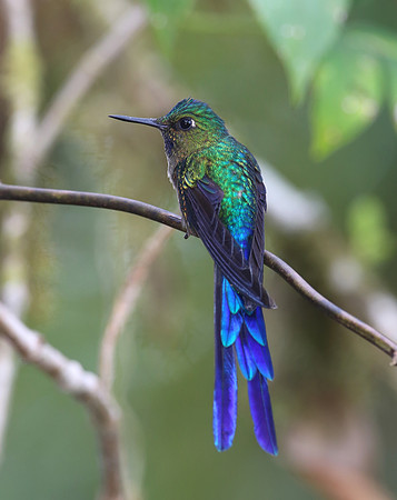 Violeet-tailed Sylph - Mindo, Ecuador
