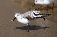 Sanderling - Santa Barbara, California