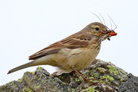 American Pipet - Anchorage, Alaska