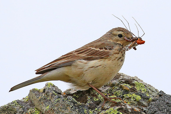 American Pipet - Anchorage, Alaska
