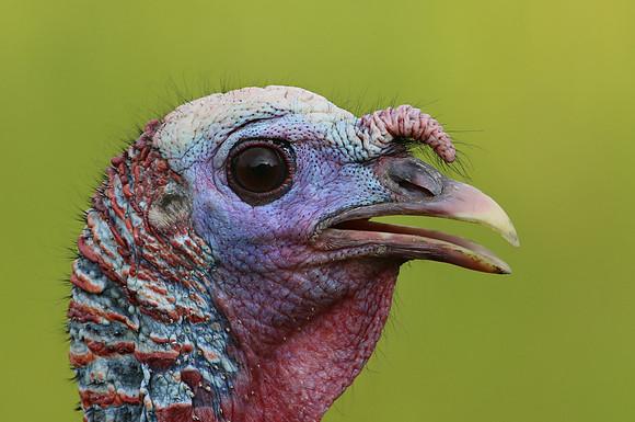 Wild Turkey - Abraham Lincoln National Cemetery