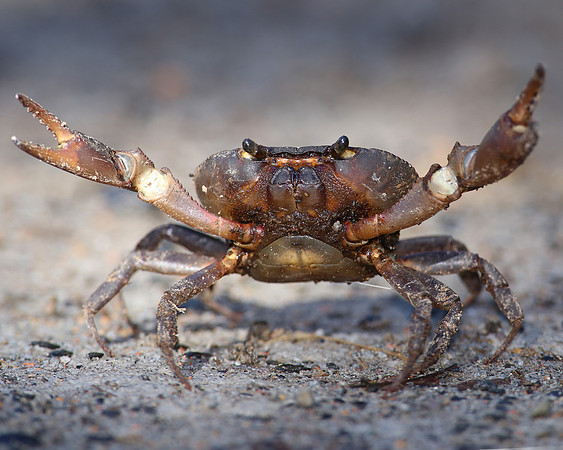 Crab - Mindo, Ecuador