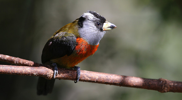 Toucan Barbet - Mindo, Ecuador