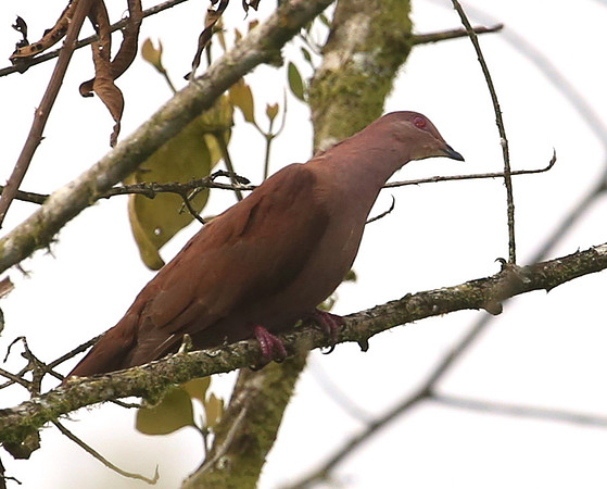 Ruddy Pigeon - Mindo, Ecuador