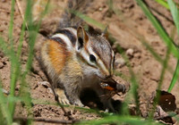 Least Chipmunk - Park City, Utah