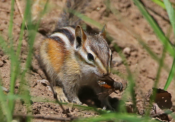 Least Chipmunk - Park City, Utah