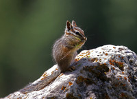 Least Chipmunk - New Mexico