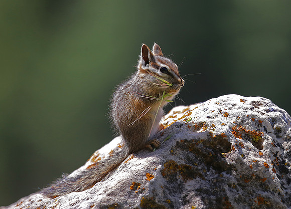 Least Chipmunk - New Mexico
