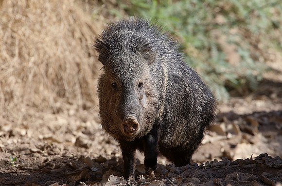 Collared Peccary - Big Bend National Park