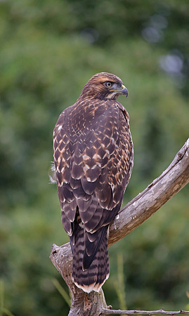 Red-tailed Hawk - Ventura, California