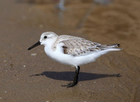 Sanderling - Santa Barbara, CA