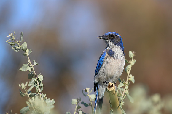 Western Scrub-jay - Camarillo, CA