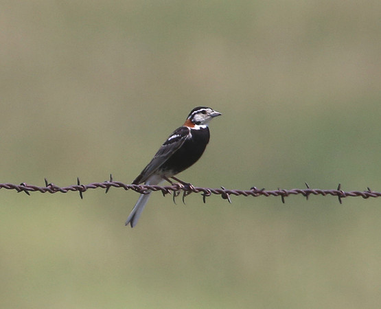 Chestnut-collared Longspur - Badlands National Park, South Dakot