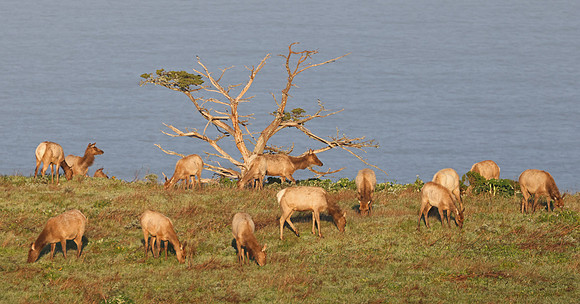 Tule Elk - Point Reyes, California
