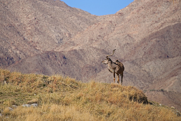 Greater Kudu Atelope - CAPTIVE - Palm Springs Desert Zoo, Califo
