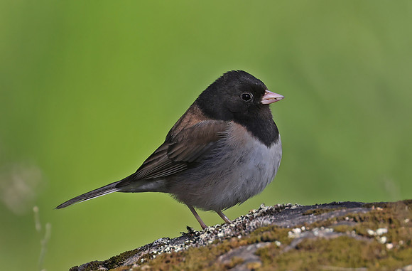 Dark-eyed Junco - Point Reyes, California
