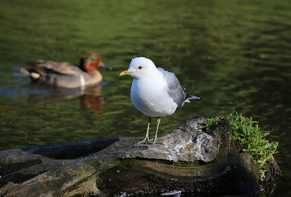 Short-billed Gull - Anchorage, Alaska