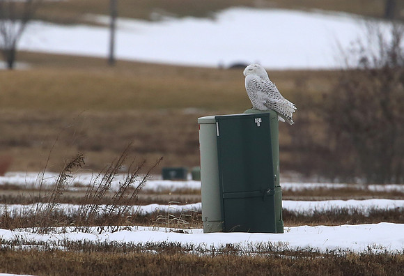 Snowy Owl - Bolingbrook, IL