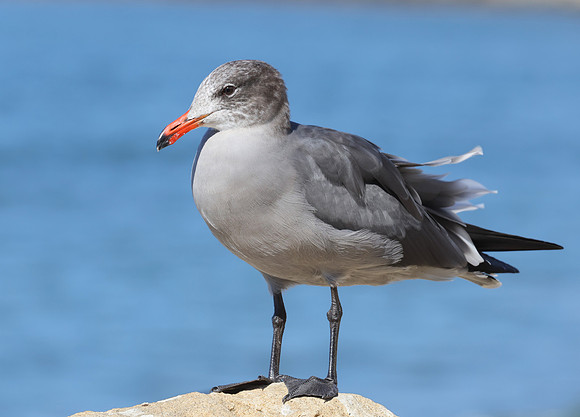 Heermann's Gull - Ventura, California