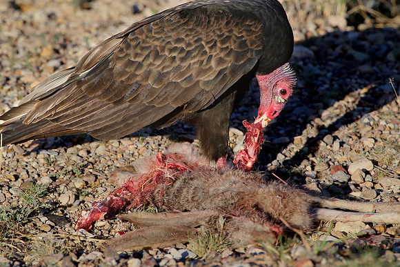 Turkey Vulture on Jackrabbit - Big Bend National Park, Texas
