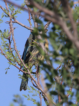 Lazuli Bunting - Big Bend National Park, Texas