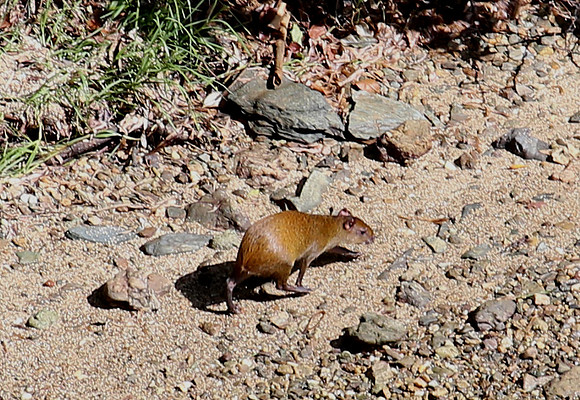 Ruatan Island Agouti - Honduras