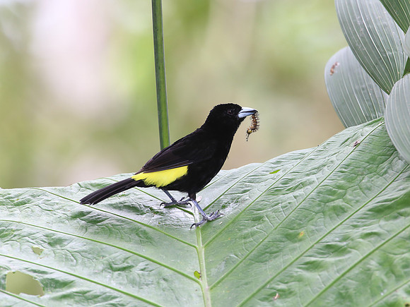 Lemon-rumped Tanager - Mindo, Ecuador