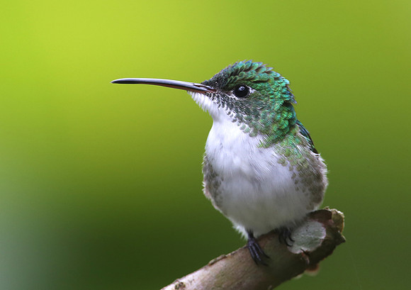 Andean Emerald - Mindo, Ecuador