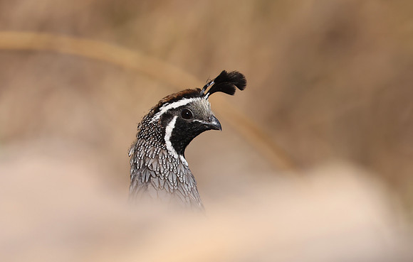 California Quail - Camarillo, CA