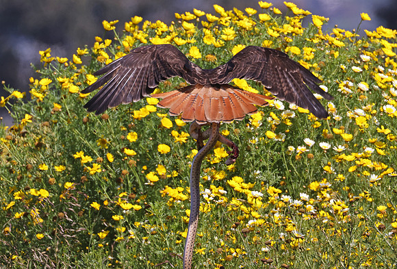Red-tailed Hawk With Snake - Ventura, California
