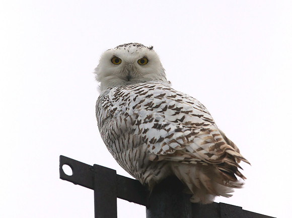 Snowy Owl - ArcelorMittal Steel - East Chicago, IN